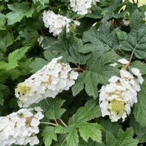 Hydrangea Quercifolia Snow Queen Plant - 3.5 Inch Starter Oakleaf Hydrangea