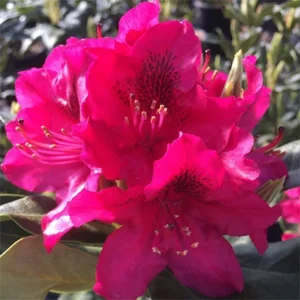 Nova Zembla Rhododendron Plant Pink Flowers 1-3 Year Old Gallon Pot