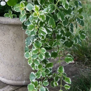 1 Pot with 2 Variegated Swedish Ivy Plants Live for Planting, 3-6 Inch Tall, Plectranthus Australis Swedish Ivy House Plants, Live Swedish Ivy Vine Creeping Charlie