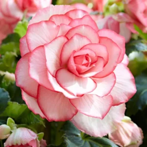 Bouton de Rose Begonia Bareroot - Pink Flower Plant - Romantic Flair