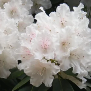 Rhododendron Plant Pink & White Flowers, Gallon Pot, Fragrant Blooms
