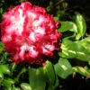 Variegated Rhododendron Plant - Red & White Flowers - 1 Gallon Pot