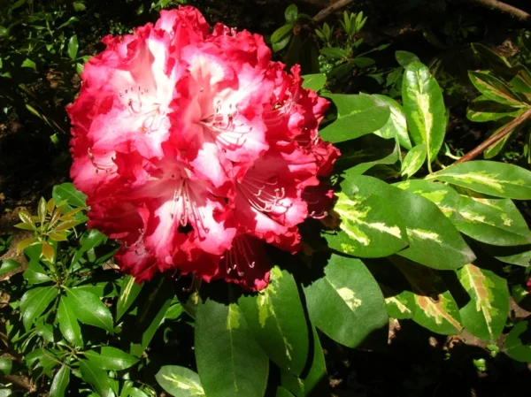 Variegated Rhododendron Plant - Red & White Flowers - 1 Gallon Pot