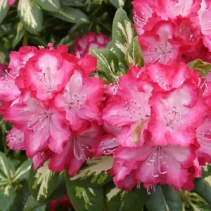 Variegated Rhododendron Plant - Red & White Flowers - 1 Gallon Pot
