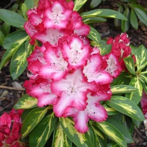 Variegated Rhododendron Plant - Red & White Flowers - 1 Gallon Pot
