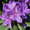 Violet Rhododendron Plant - Deep Violet Blue Flowers - Gallon Pot Size