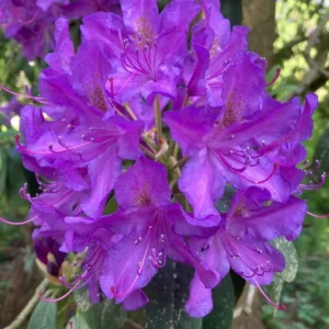 Violet Rhododendron Plant - Deep Violet Blue Flowers - Gallon Pot Size