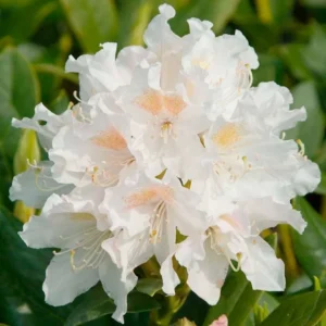 Cunningham's White Rhododendron Plant - White Flowers, 1-3 Year Old, Gallon Pot