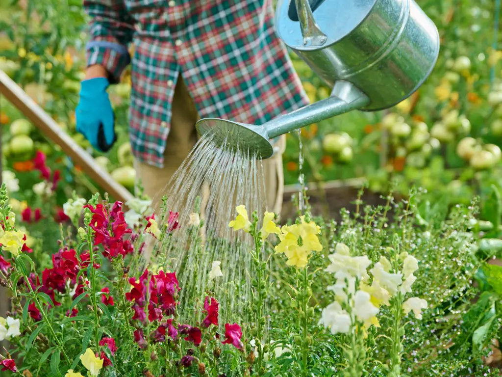 Watering Wisely