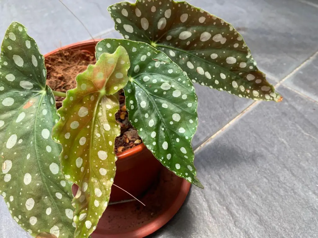 White Angel Wing Begonia in pot