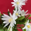 White Easter Cactus Plant Live, Spring Cactus Rhipsalidopsis, 4 to 6 Inch
