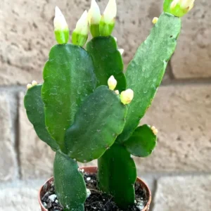 White Easter Cactus Plant Live, Spring Cactus Rhipsalidopsis, 4 to 6 Inch