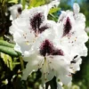 White Rhododendron Plant - 1-3 Year Old - Gallon Pot - Flowering Shrub