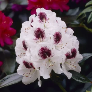 White Rhododendron Plant - 1-3 Year Old - Gallon Pot - Flowering Shrub