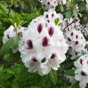 White Rhododendron Plant - 1-3 Year Old - Gallon Pot - Flowering Shrub