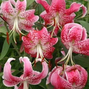 Wild Lily of Japan Bulbs - Lilium Speciosum Rubrum - Fragrant Blooms