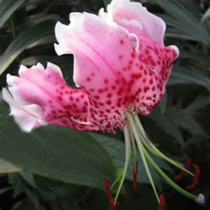 Wild Lily of Japan Bulbs - Lilium Speciosum Rubrum - Fragrant Blooms