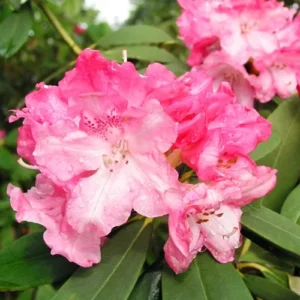 Pink and White Rhododendron Plant - Gallon Pot - Flowering Shrub