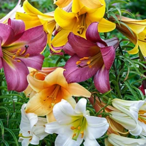 Giant Trumpet Lily Bulb Mix - You Choose Amount - Fragrant Garden Lilies