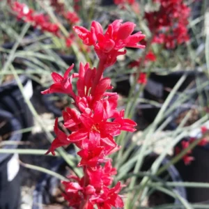 1 Pot - 1 Red Yucca Live Plant, 3-6 Inch Tall, Hardy Yucca Live for Outdoor Landscaping