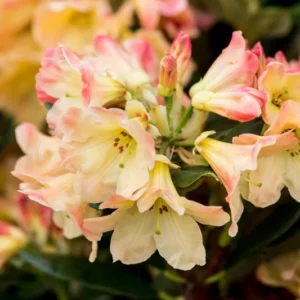 Yellow Rhododendron Plant - Dwarf Shrub - Gallon Pot - Golden Flowers