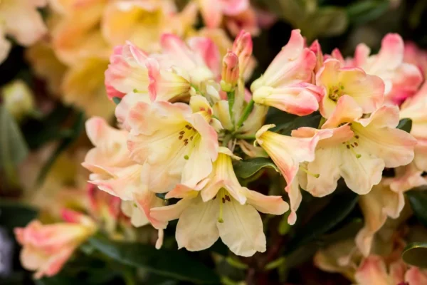 Yellow Rhododendron Plant - Dwarf Shrub - Gallon Pot - Golden Flowers