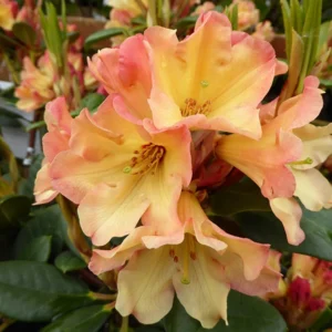 Yellow Rhododendron Plant - Dwarf Shrub - Gallon Pot - Golden Flowers
