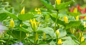 Yellow Trillium (Trillium luteum)