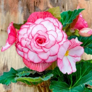 Bouton de Rose Begonia Bareroot - Pink Flower Plant - Romantic Flair