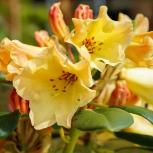 Yellow Rhododendron Plant - Dwarf Shrub - Gallon Pot - Golden Flowers