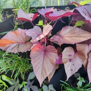 1 Pot Sweet Potato Vine Green Plant Live for Planting, 3-6 Inch Tall, Live Trailing Foliage Plant, Fast-Growing Ornamental Vine for Hanging Baskets, Patio Containers & Garden Borders