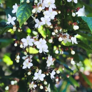 Clerodendrum Light Wallichii Plant - Trailing Light Bulb Flower - 4 to 6 Inch Tall