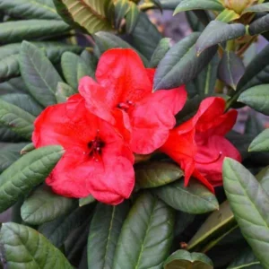 Bright Orange Rhododendron Plant - Gallon Pot - Flowering Shrub