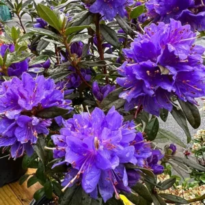Purple Rhododendron Plant - 1 Gallon Pot - Flowering Shrub