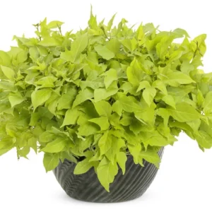 1 Pot Sweet Potato Vine Green Plant Live for Planting, 3-6 Inch Tall, Live Trailing Foliage Plant, Fast-Growing Ornamental Vine for Hanging Baskets, Patio Containers & Garden Borders