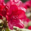 Rhododendron Plant Pink Flowers - Gallon Pot, 1-3 Year Old Azalea