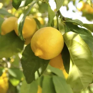 Meyer Lemon Tree Bush - Live Plant 5-10 Inch Tall 4 Inch Pot - Yellow Lemon Fruit Tree