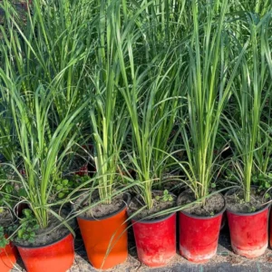 1 Pot - 2 Lemon Grass 10 Inches Tall Live Plants for Planting, Fresh Fragrant Lemon Grass Stalks Plants for Outside Live