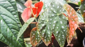 angle wing begonias care