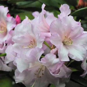 Misty Moonlight Rhododendron Plant - White Flower Rhododendron, 1 Gallon Pot