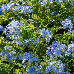 Set 1 Pot - 2 Plumbago Live Plants for Planting, 3-6 Inch Tall, Perfect for Bright Garden, Hardy & Low Maintenance