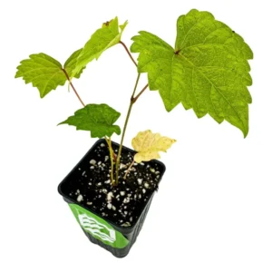 Delicious Muscadine Grape Vine - Vitis Rotundifolia - Live Fruit Plant