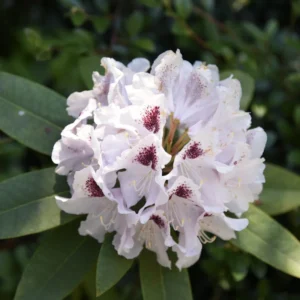 Calsap Rhododendron Plant - White Flower Rhododendron - 1 Gallon Pot - Garden Plant