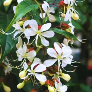 Clerodendrum Light Wallichii Plant - Trailing Light Bulb Flower - 4 to 6 Inch Tall