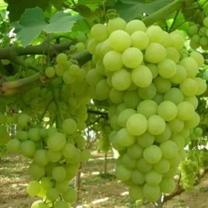 Seedless Grape Vine Plant - 1-2 Yr Old Live Plant - Ready for Planting