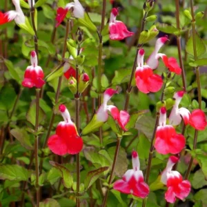 1 Pot with 2 Hot Lips Salvia Plants for Planting, 3-6 Inch Tall, Turn Red on Summer, Sage Shrub Grow Indoors Outdoor