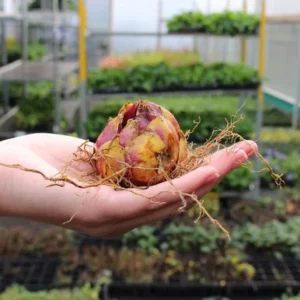 Robert Swanson Hybrid Lily Bulbs - Big Bulbs - Creamy Yellow Fading Dark Center - Set of 5