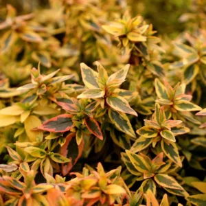 Abelia Kaleidoscope Plant - White Flower Shrub - 1 Gallon Pot - Garden Plant