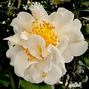 1 Victory White Camellia Plant - 4 Inch Pot - White Flowers - Evergreen Shrub