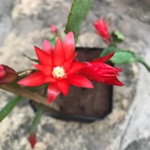 Red Easter Cactus Plant Live - Spring Cactus Rhipsalidopsis - 4 to 6 Inch Tall